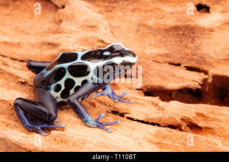 Weiß poison dart Frog, Dendrobates tinctorius Oyapok, Französisch Guyana. Makro einer giftigen Amazonas Regenwald Tier. Stockfoto