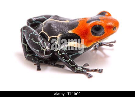 Rothaarige poison Dart oder Pfeil Frosch, Ranitomeya Fantastica. Eine schöne kleine giftige Tiere aus dem Regenwald des Amazonas in Peru. Auf weiß Isoliert Stockfoto