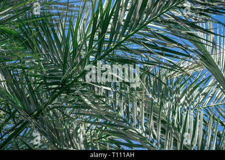 Palm Tree Blätter mit blauen Himmel hinter sich. Stockfoto
