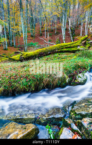 Bach in einem Buchenholz. Stockfoto