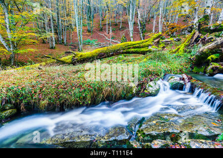 Bach in einem Buchenholz. Stockfoto