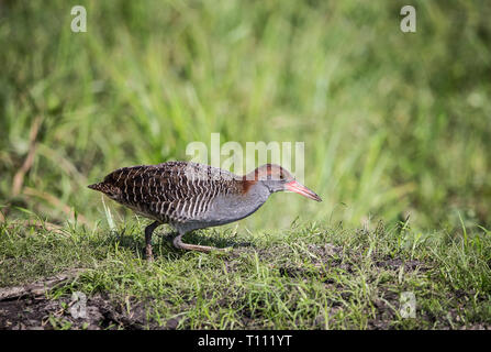 Slaty-breasted Rail (Gallicolumba striatus) Stockfoto