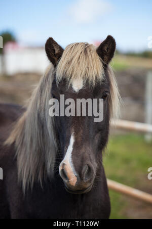 Portrait von süßen braunen isländische Pferd mit Fransen und eine mähne von blonde Farbe Stockfoto