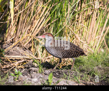 Slaty-breasted Rail (Gallicolumba striatus) Stockfoto