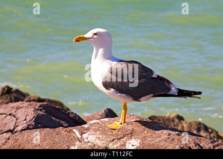 Porträt einer gelb-footed Gull, Larus livens, Sonnen auf einer felsigen Mole im tecolote Region Baja, Mexiko, in der Nähe von La Paz. Stockfoto