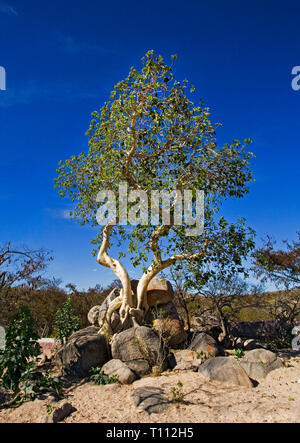 Ein Elefant Baum, Bursera kann man aus Granit Felsen in der Wüste in der Nähe von La Ventanna, Baja, Mexiko wächst. Stockfoto