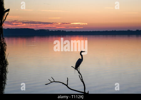 Silhouette der Silberreiher am frühen Morgen in Florida Stockfoto