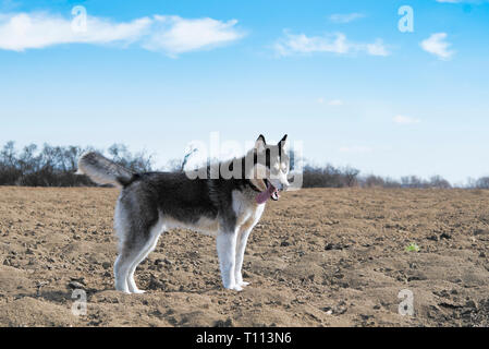 Siberian Husky im Frühjahr Feld Stockfoto