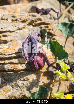 Blühende Wüste (desierto Florido in Spanisch). Es selten regnet in der Atacama Wüste, aber es ist ein Teppich aus Millionen von Blumen bedeckt die otherwis Stockfoto