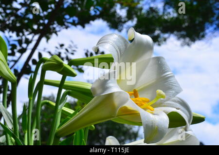 Easter Lily Stockfoto