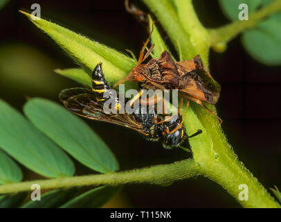 Gezackte Ambush Bug (Phymata sp.) Mit erfassten Wespe. Fehler ist das Saugen pre-Flüssigkeiten von Wespe mit Piercing mouthpart verdaut. Wasp war gekommen, auf Nec zu füttern Stockfoto