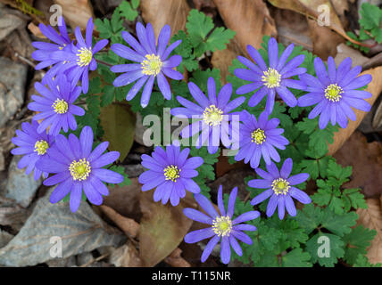 Blautöne anemone Blumen (Anemone blanda) im Garten in Mitte März in Central Virginia. Stockfoto