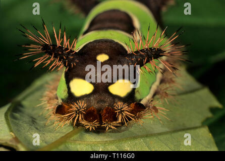 Die saddleback Caterpillar (Acharia stimulea) ist die Larve eines Limacodid Motte. Seine giftige Stacheln liefern, was möglicherweise die stärkste Sting von c Stockfoto