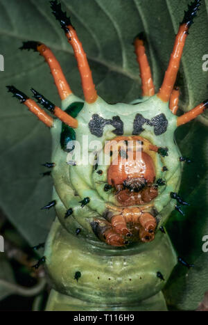 Die Larve (Caterpillar) des Regal oder Royal Nussbaum Motte (Citheronia regalis), für das große Horn genannt - wie Projektionen ragen aus der Thorax. Stockfoto