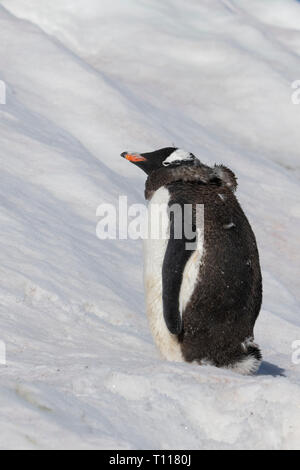 Der Antarktis. Neko Harbour (auf dem antarktischen Kontinent) am östlichen Ufer des Andvord Bay, südlich des Errera Channel. Mauser Gentoo Pinguin. Stockfoto