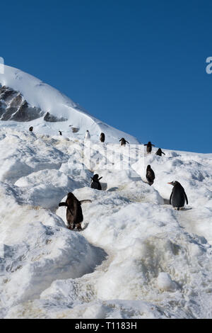 Der Antarktis. Neko Harbour (auf dem antarktischen Kontinent) am östlichen Ufer des Andvord Bay, südlich des Errera Channel. Gentoo Penguins. Stockfoto