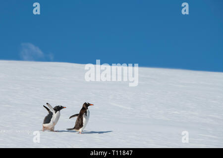 Der Antarktis. Neko Harbour (auf dem antarktischen Kontinent) am östlichen Ufer des Andvord Bay, südlich des Errera Channel. Gentoo Penguins. Stockfoto