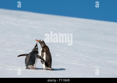 Der Antarktis. Neko Harbour (auf dem antarktischen Kontinent) am östlichen Ufer des Andvord Bay, südlich des Errera Channel. Gentoo Penguins. Stockfoto