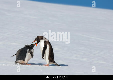 Der Antarktis. Neko Harbour (auf dem antarktischen Kontinent) am östlichen Ufer des Andvord Bay, südlich des Errera Channel. Gentoo Penguins. Stockfoto