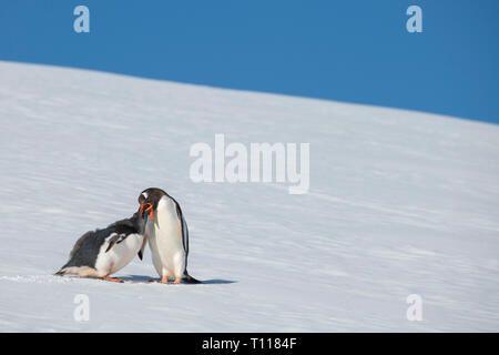 Der Antarktis. Neko Harbour (auf dem antarktischen Kontinent) am östlichen Ufer des Andvord Bay, südlich des Errera Channel. Gentoo Penguins. Stockfoto