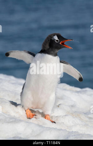 Der Antarktis. Neko Harbour (auf dem antarktischen Kontinent) am östlichen Ufer des Andvord Bay, südlich des Errera Channel. Mauser Gentoo Pinguin. Stockfoto