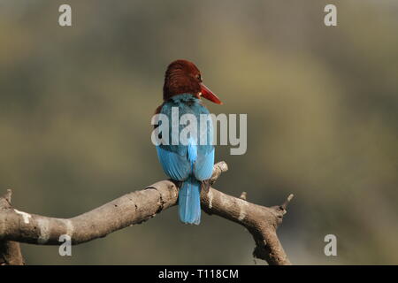 White-throated Kingfisher auf Baum im Keoladeo Nationalpark, Bharatpur Stockfoto