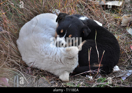 Zwei süße Welpen napping auf Gras zu jedem anderen warmen bei kaltem Wetter in eine hügelige Dorf Murree, Pakistan halten. Stockfoto