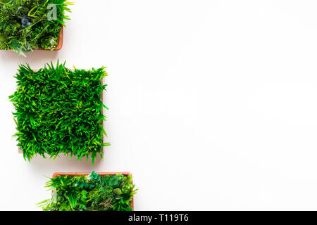 Gras Pflanze in eckigen Töpfen auf weißem Hintergrund Stockfoto