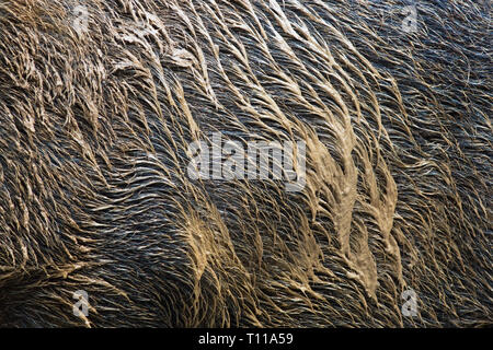 Großbritannien, Wald von Dean. Wildschwein (Sus scrofa) Fell überzogen im Schlamm. Stockfoto