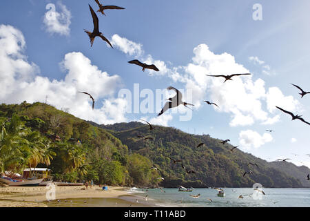 Man-O-War Vögel kreisen auf Castara Strand Stockfoto