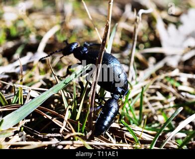 Zwei Meloe proscarabaeus, Europäischen öl Käfer in Nationalpark Lobau - Donauauen Stockfoto