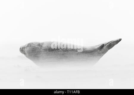 Großbritannien, Donna Nook. Seehund (Phoca vitulina) Erwachsene im Schneesturm. Stockfoto