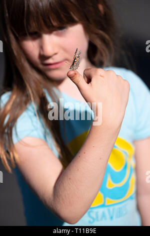 Sechs Jahre altes Mädchen mit einem Schmetterling auf ihrem Finger Stockfoto