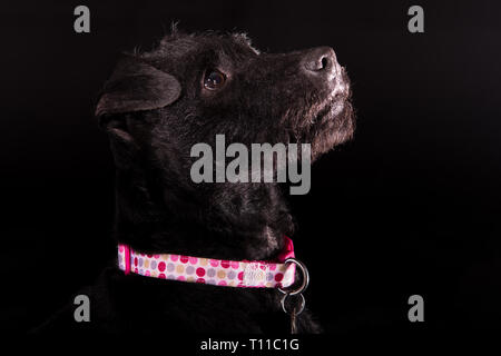 Eine low-key-Bild eines Patterdale Terrier mit einem Jack Russell, durch eine Polka Dot Kragen gekreuzt mit Akzent Stockfoto