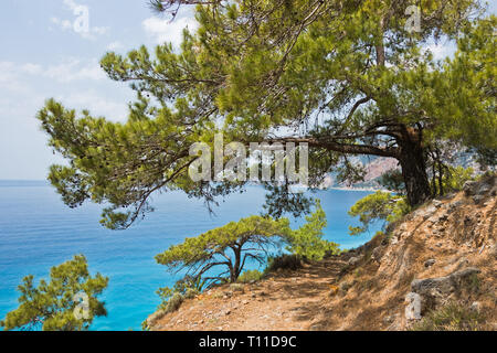 Pinien auf e4 Wanderweg entlang der Küste zwischen Loutro und Agia Roumeli in south-west od Insel Kreta, Griechenland Stockfoto