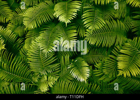 Grüne Blätter treibt der Farn mit Regentropfen in tropischen. Ansicht von oben. Flach. Natur Hintergrund, Nahaufnahme von Blättern von Maiglöckchen und Farnen. Stockfoto