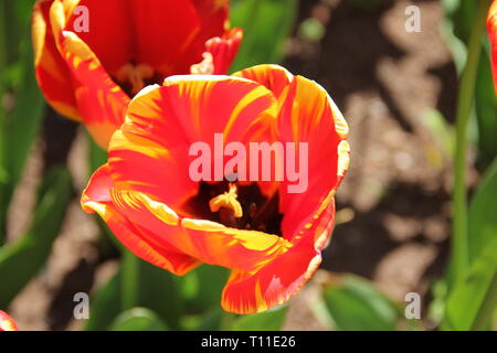 Tyntesfield Stockfoto