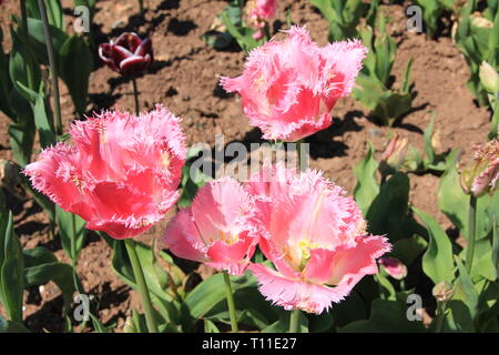 Tyntesfield Stockfoto