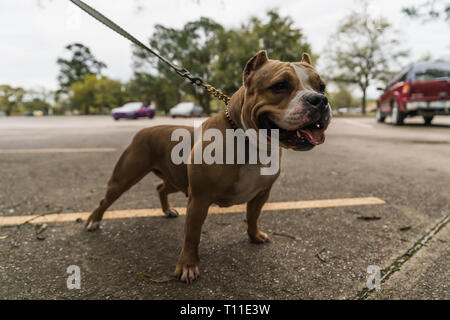 Amerikanische Bullys Fotoshooting Stockfoto