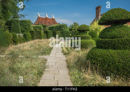 Perspektivische Ansicht der 'TopiaryLawn' mit Gehweg an der Großen Dixter, England, mit kunstvoll beschnitten wird, formelle Formgehölze mit kontrastierenden ungeschnittenes Gras gefüttert Stockfoto