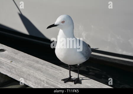 Larus bulleri, oder Schwarzes Billed Gull, Queenstown, Neuseeland Stockfoto