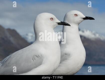 Zwei schwarz-billed Möwen (Larus bulleri) Suchen Sie in einer Richtung, Lake Wakatipu, Neuseeland Stockfoto