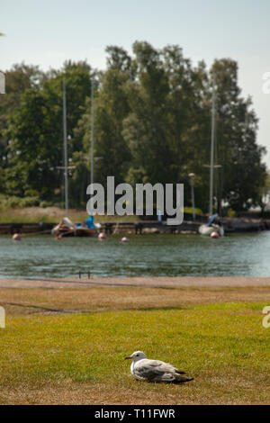 In der Nähe von Seagull liegen auf einem Rasen. Stockfoto