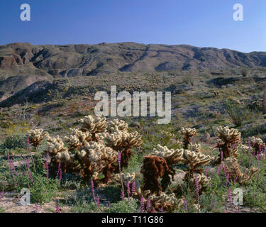 USA, Kalifornien, Anza Borrego Desert State Park, Arizona Lupin blüht unter Cholla mit Coyote Berge in der Ferne. Stockfoto