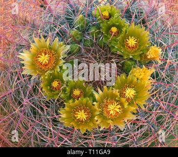 USA, Kalifornien, Anza Borrego Desert State Park, Barrel Kaktus im Frühjahr blühen am Glorieta Canyon. Stockfoto