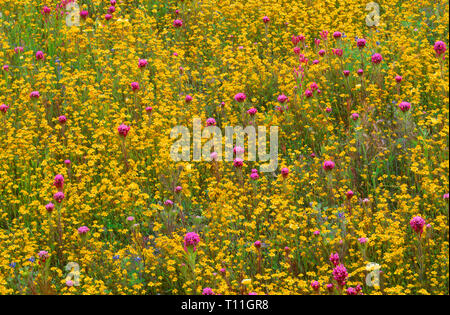 USA, Kalifornien, Coast Range Berge, üppige Frühjahrsblüte von Goldfields und lila Eulen Klee bei Shell Creek Valley. Stockfoto