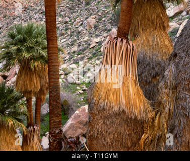 USA, Kalifornien, Anza Borrego Desert State Park, Amtsleitungen von Kalifornien fan Palms mit alten, Blätter, Palm Bowl Grove, Palm Springs. Stockfoto