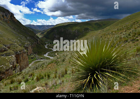 Schöne Muster Titanca (Puya Raimondii) eine Art der endemischen Flora der Andenregion von Peru und Bolivien; In diesem Fall ist ein Detail der Plan Stockfoto