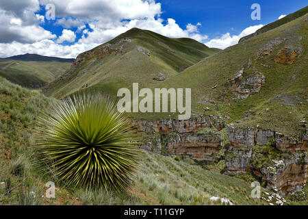 Schöne Muster Titanca (Puya Raimondii) eine Art der endemischen Flora der Andenregion von Peru und Bolivien; In diesem Fall ist ein Detail der Plan Stockfoto