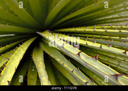 Schöne Muster Titanca (Puya Raimondii) eine Art der endemischen Flora der Andenregion von Peru und Bolivien, in diesem Fall ein Detail der Anlage Stockfoto